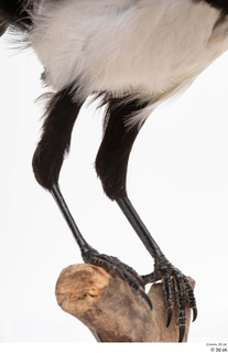 Common magpie Pica pica leg 0003.jpg